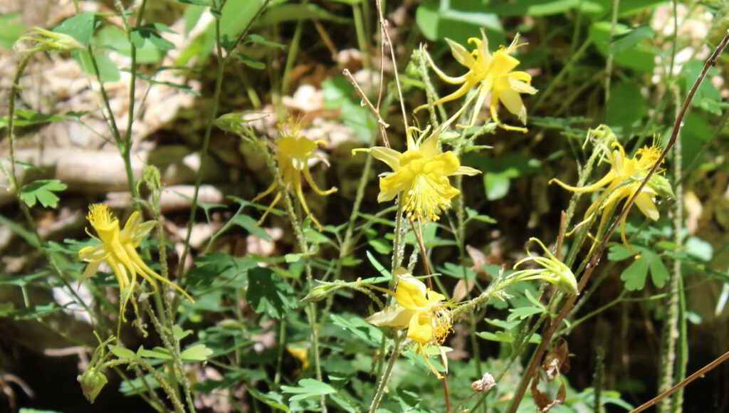 Aquilegia chrysantha «Yellow Queen» / Аквилегия (водосбор) златоцветковая «Yellow Queen»