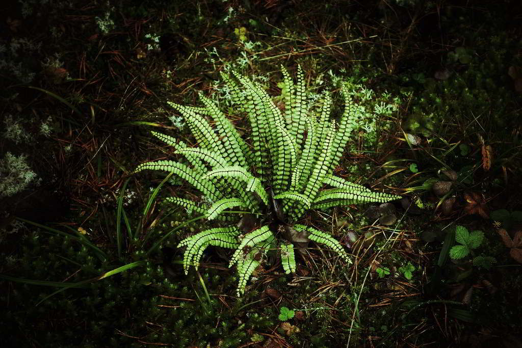 Asplenium trichomanes / Асплениум (костенец, листовик) волосовидный