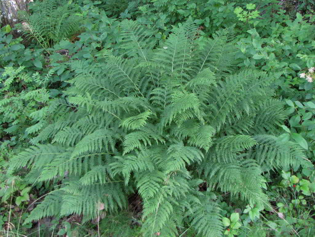 Athyrium filix-femina / Кочедыжник женский