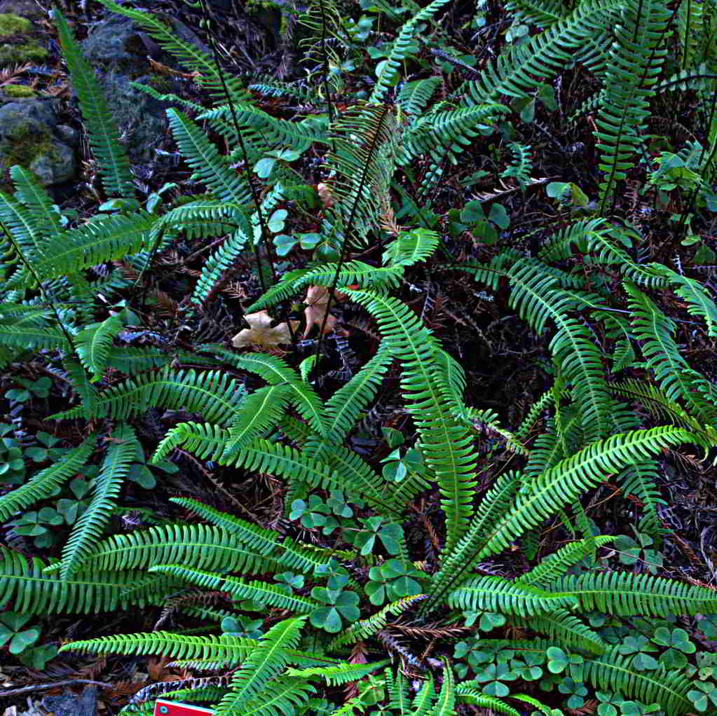 Blechnum spicant / Дербянка колосистая