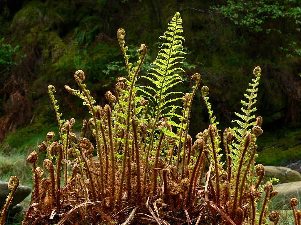 Dryopteris affinis / Щитовник смежный, или родственный