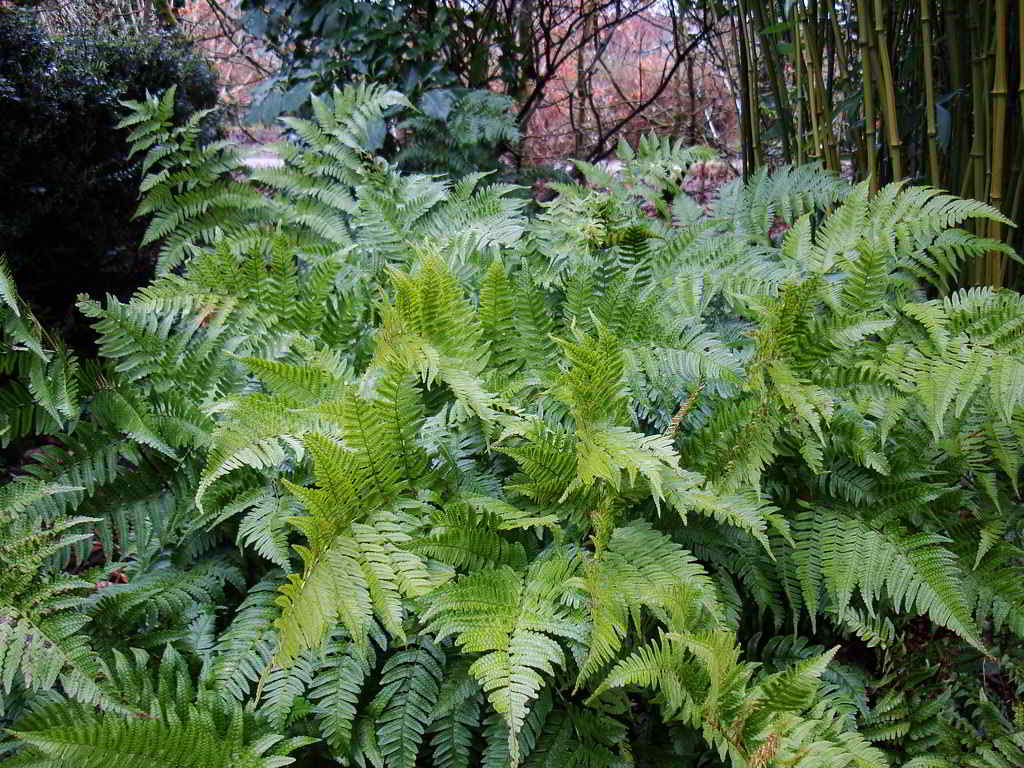 Dryopteris erythrosora / Щитовник красносорусовый