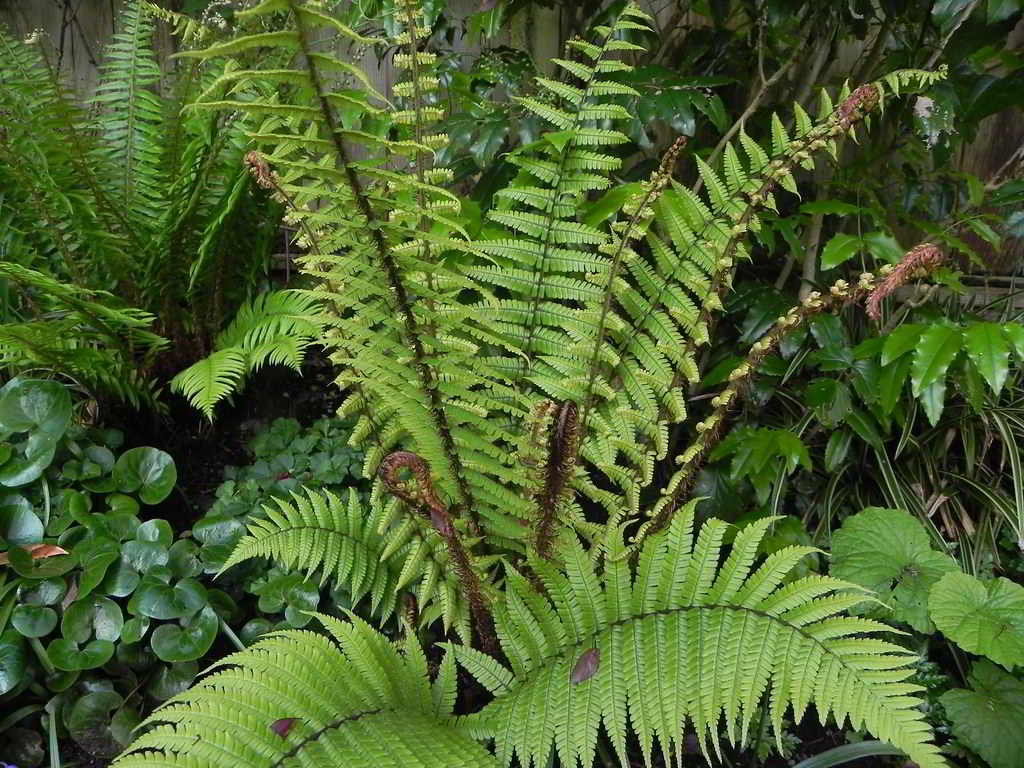 Dryopteris wallichiana / Щитовник Валлиха