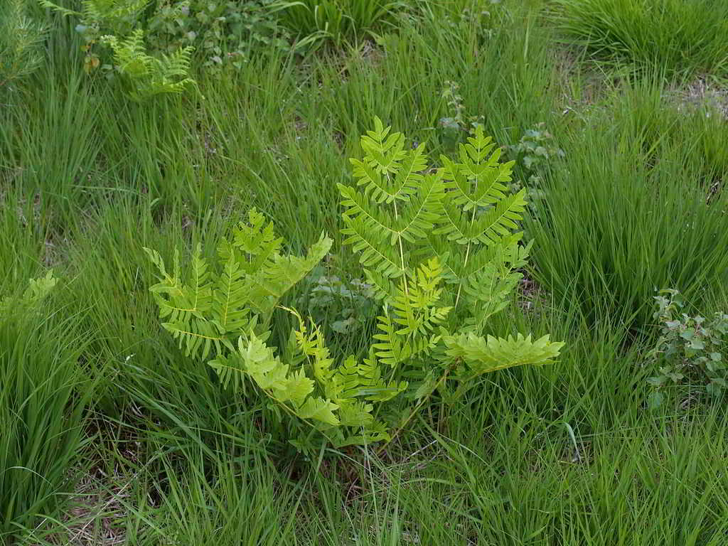 Osmunda regalis / Осмунда королевская, чистоус