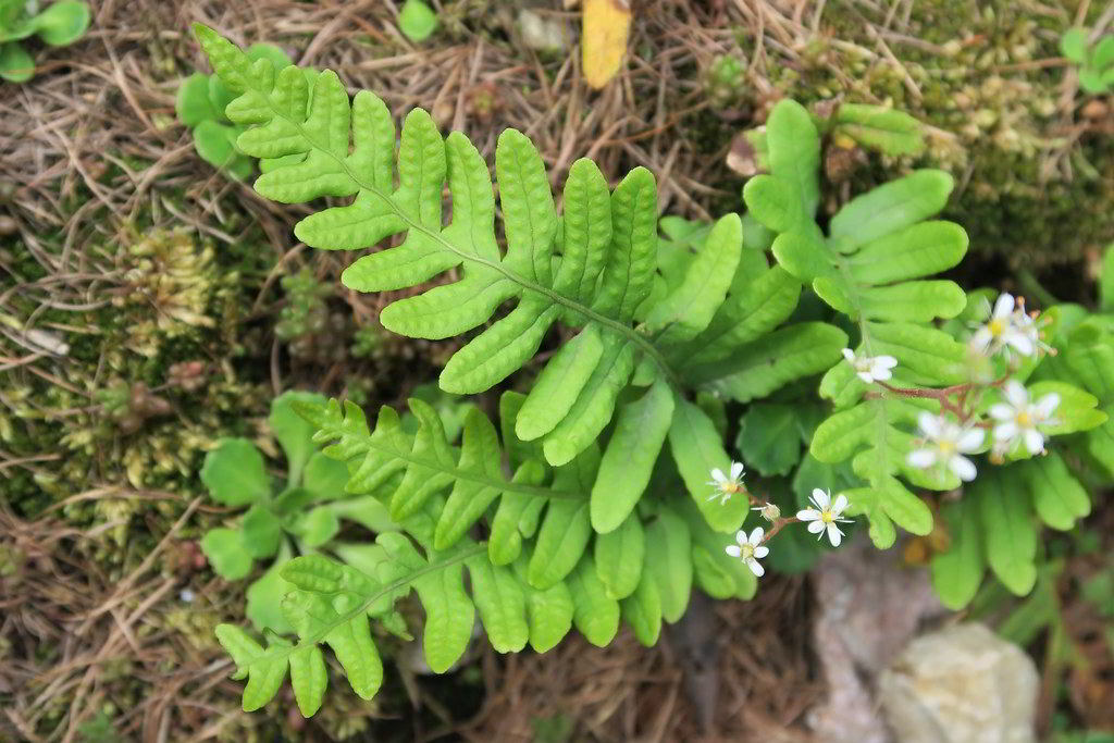 Polypodium vulgare / Многоножка обыкновенная