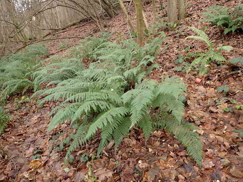 Polystichum setiferum «Proliferum» / Многорядник щетинковый «Proliferum»