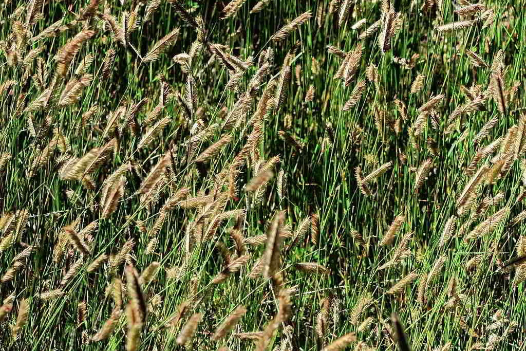 Bouteloua gracilis / Москитов злак, бизонья трава