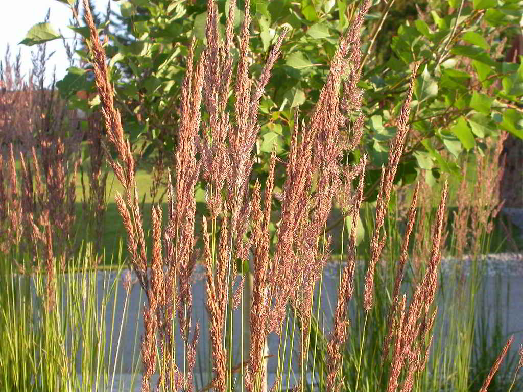 Calamagrostis x acutiflora «Karl Foerster» / Вейник заострённоцветковый «Karl Foerster»