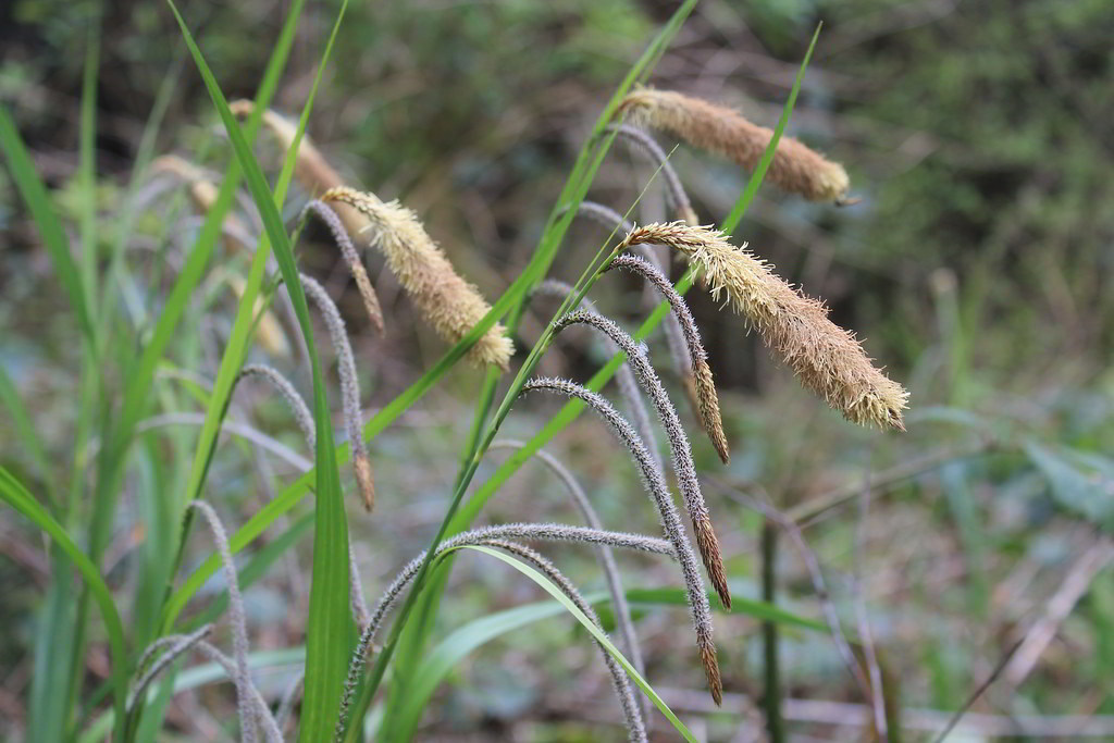 Carex pendula / Осока повислая