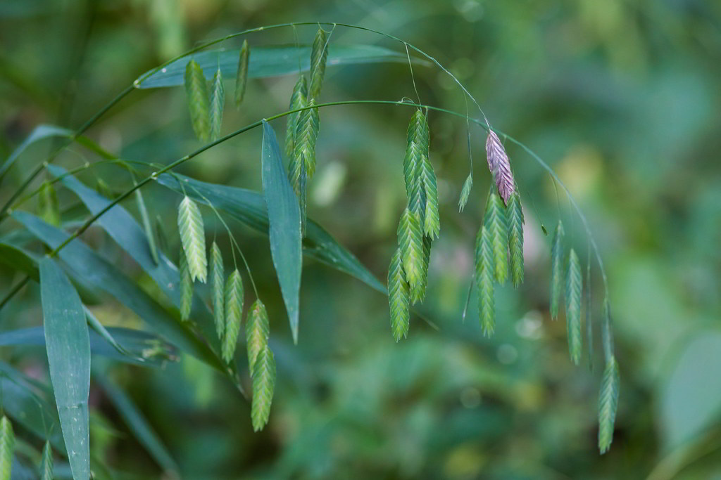 Chasmanthium latifolium / Униола широколистная, морской овёс