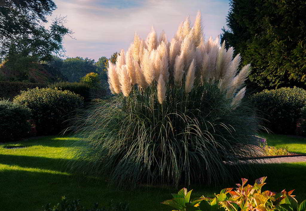 Cortaderia selloana / Кортадерия Селло, пампасная трава
