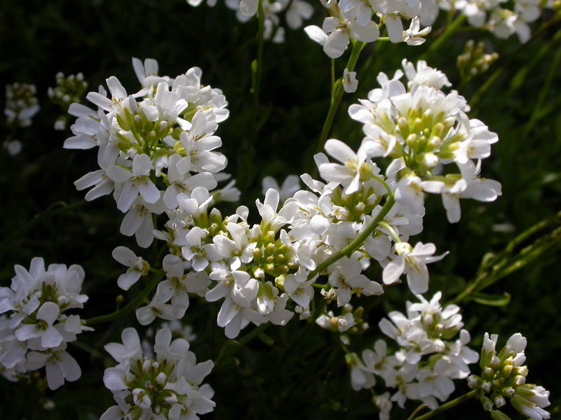 Arabis ferdinandi-coburgii «Variegata» / Арабис (резуха) Фердинанда-Кобурга «Variegata»