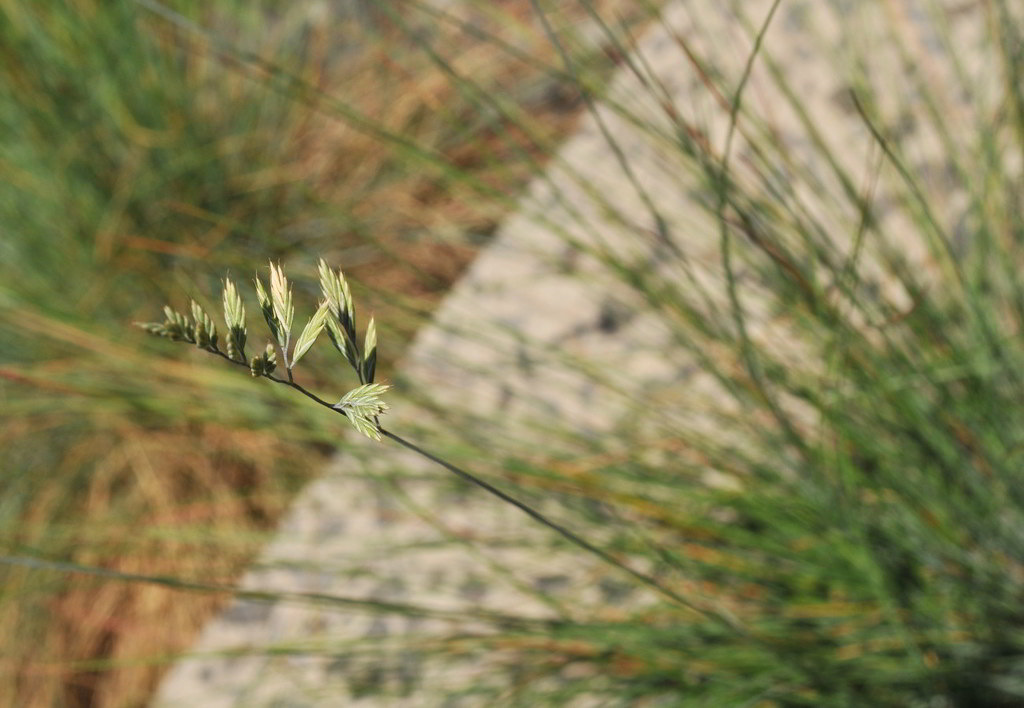 Festuca amethystina / Овсяница аметистовая