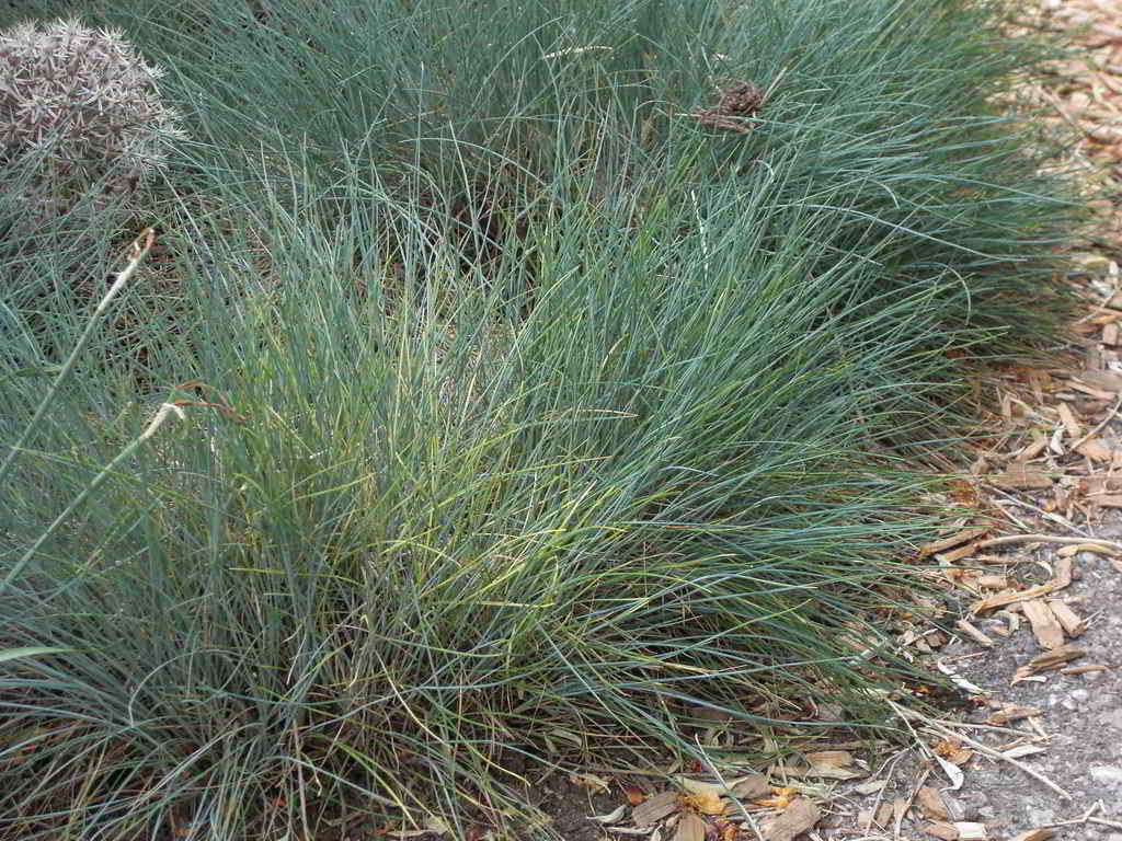 Festuca glauca / Овсяница сизая