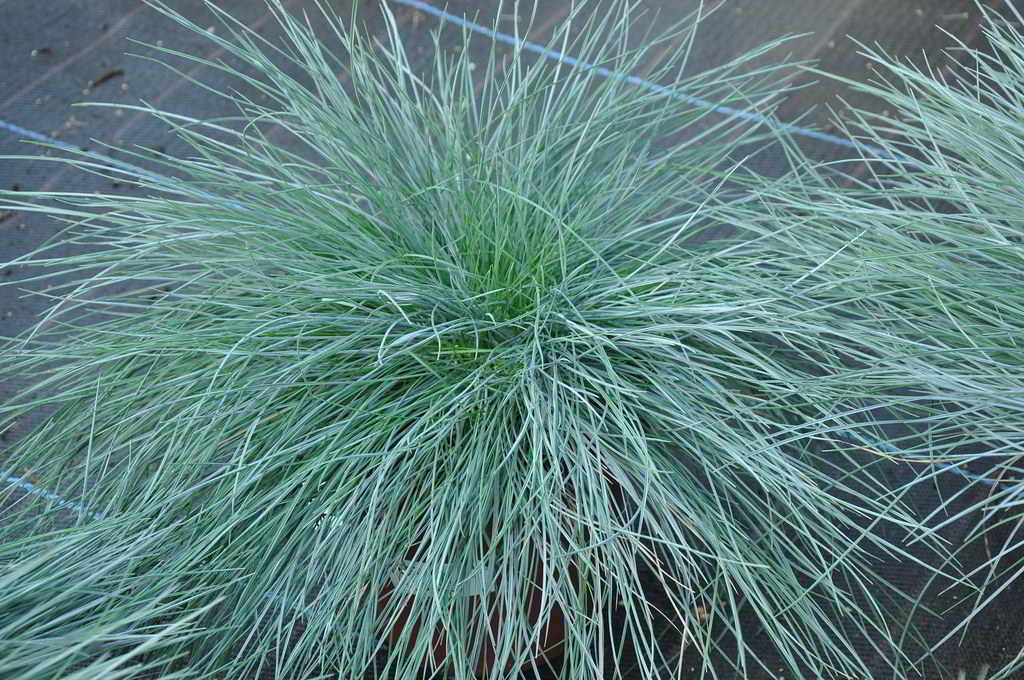 Festuca glauca «Tommasini Zwerg» / Овсяница сизая «Tommasini Zwerg»