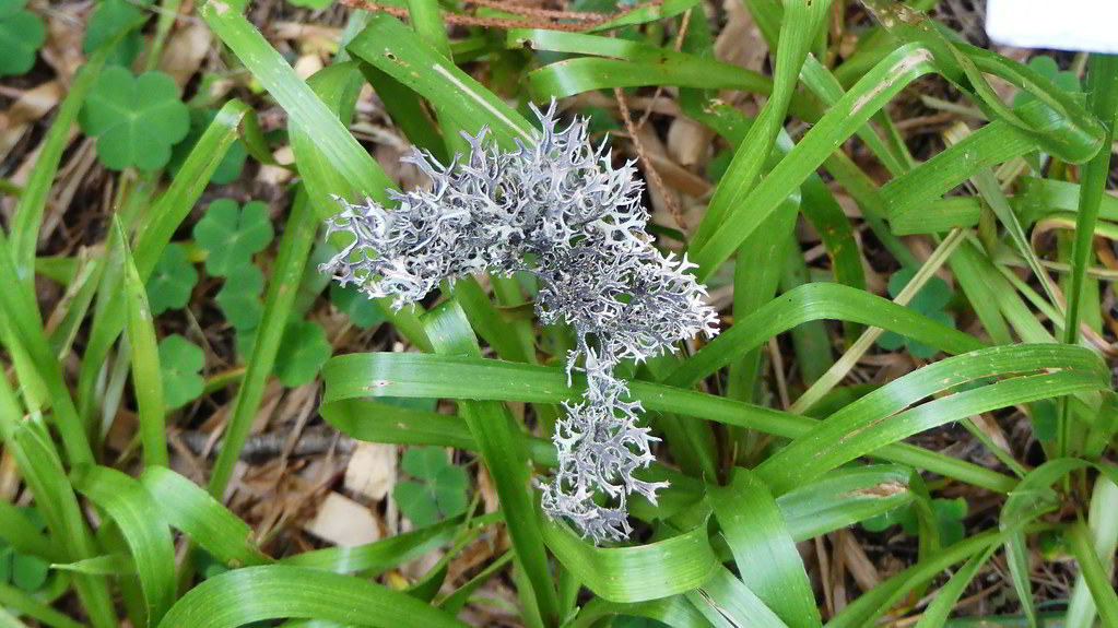 Luzula sylvatica / Ожика лесная