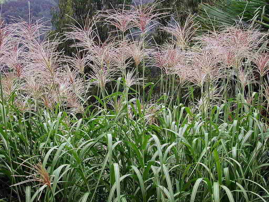 Miscanthus floridulus / Мискантус обильноцветущий