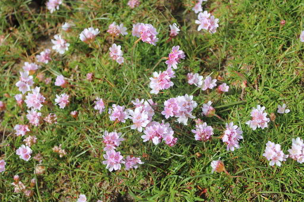 Armeria maritima subsp. maritima / Армерия приморская