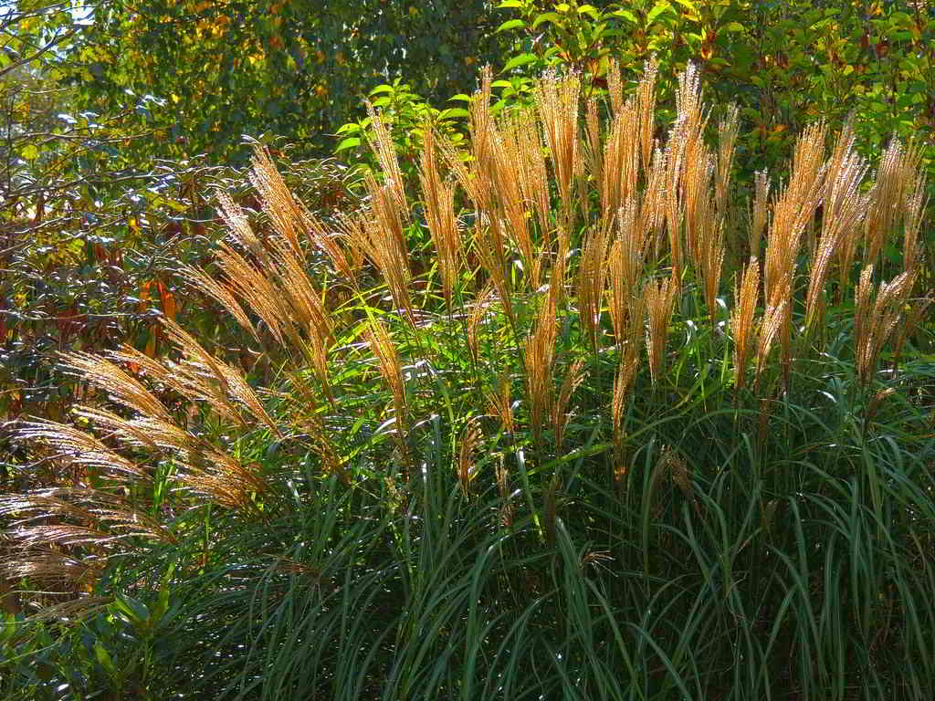 Miscanthus sinensis / Мискантус китайский, китайский камыш