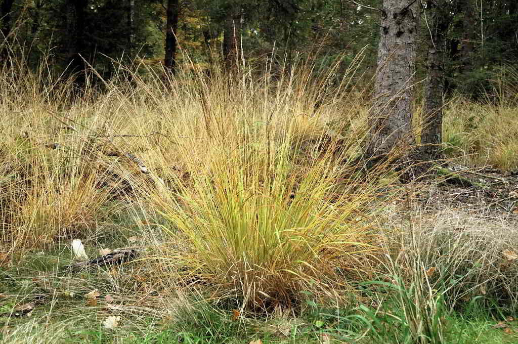 Molinia caerulea «Moorhexe» / Молиния голубая «Moorhexe»
