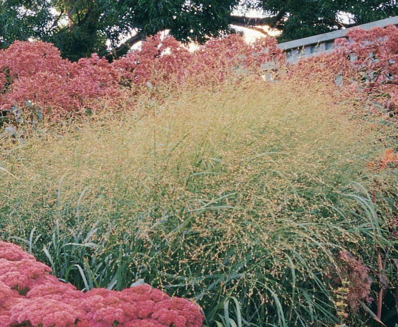 Panicum virgatum «Rotstrahlbusch» / Просо прутьевидное «Rotstrahlbusch»