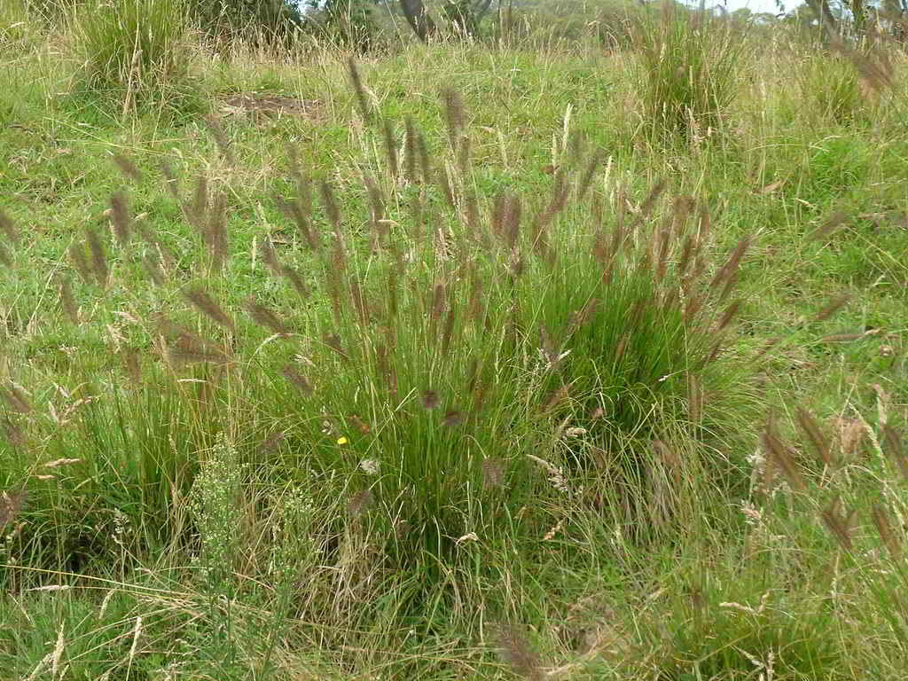 Pennisetum alopecuroides / Пеннисетум лисохвостный