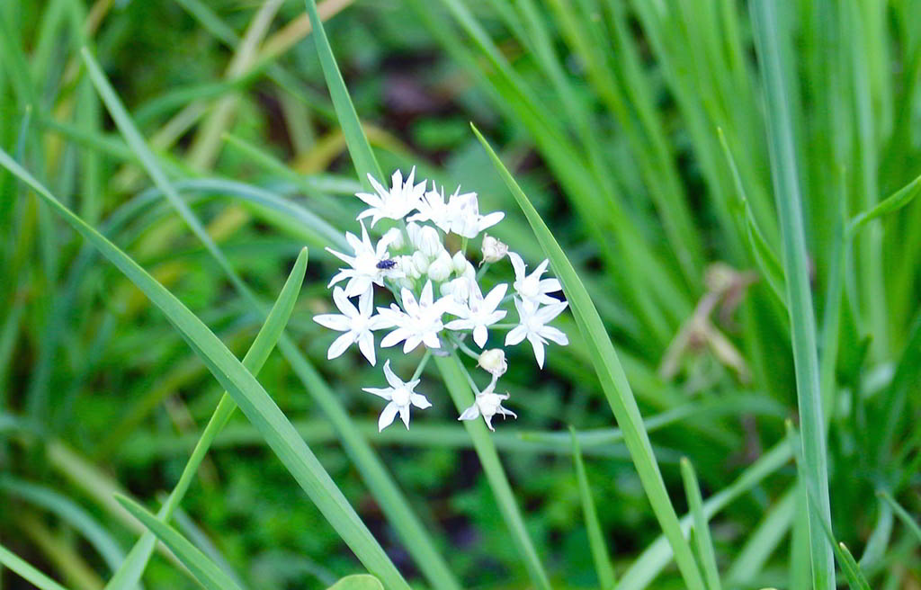 Allium schoenoprasum var. schoenoprasum / Шнитт-лук (лук-резанец, скорода)