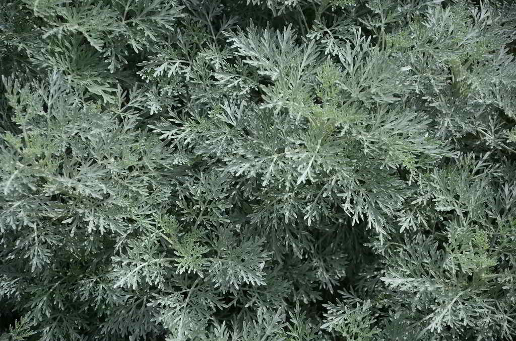 Artemisia absinthium / Полынь горькая