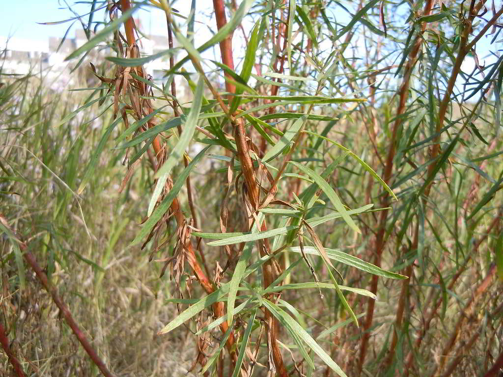 Artemisia dracunculus / Эстрагон