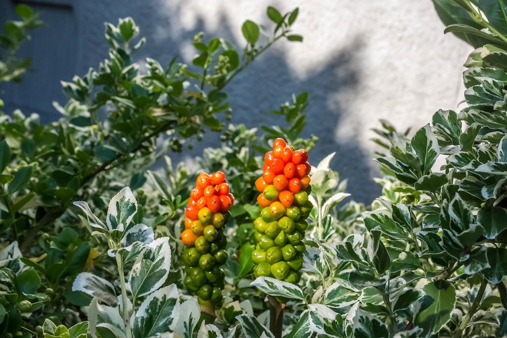 Arum italicum / Аронник итальянский