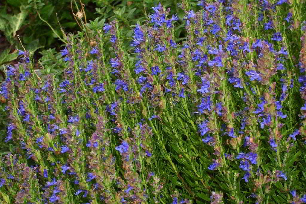 Hyssopus officinalis subsp. officinalis / Иссоп лекарственный
