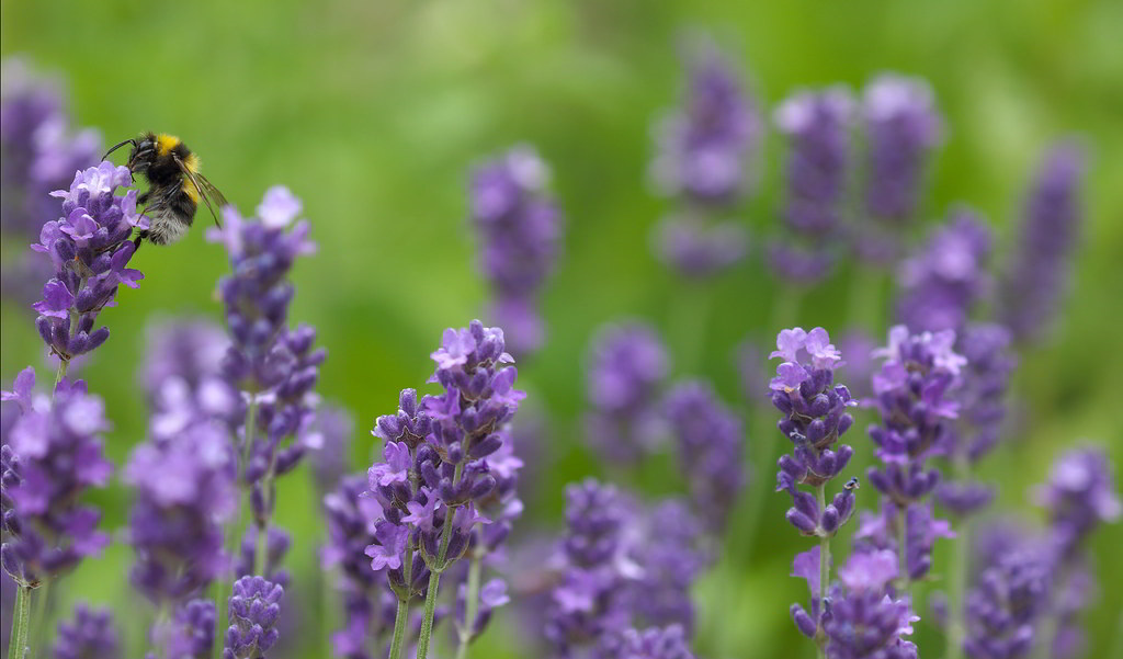 Lavandula angustifolia subsp. angustifolia / Лаванда узколистная