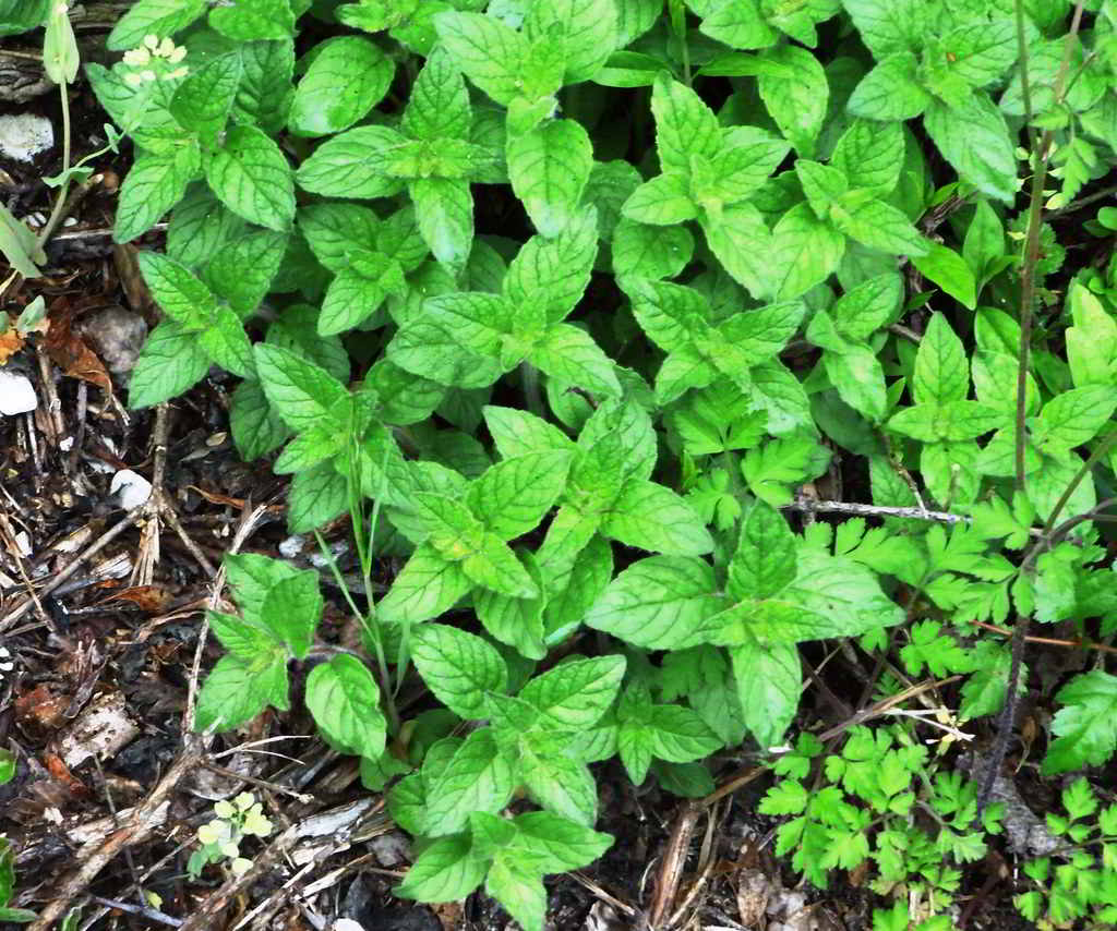 Mentha x piperita var. piperita / Мята перечная