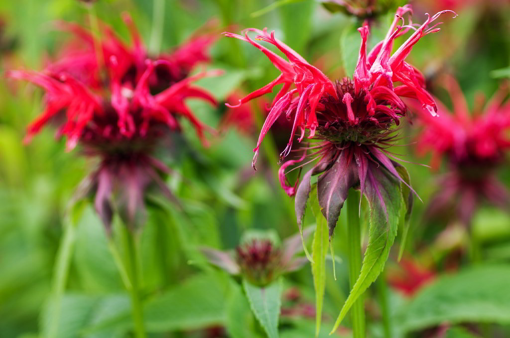 Monarda didyma / Монарда двойчатая