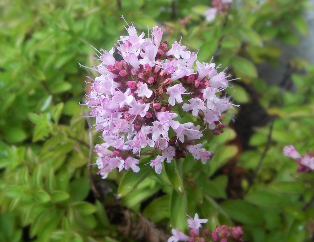 Origanum vulgare subsp. vulgare / Душица обыкновенная