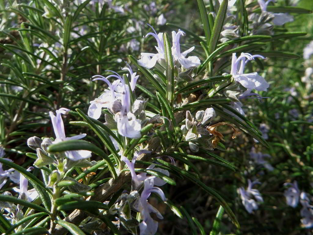 Rosmarinus officinalis / Розмарин лекарственный