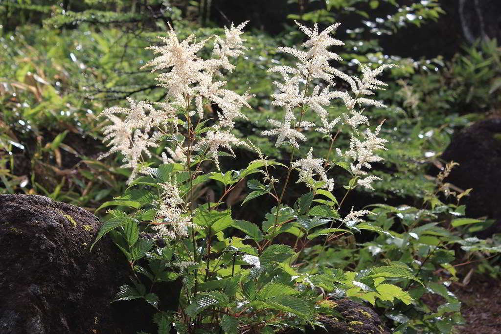 Aruncus dioicus var. dioicus / Волжанка обыкновенная