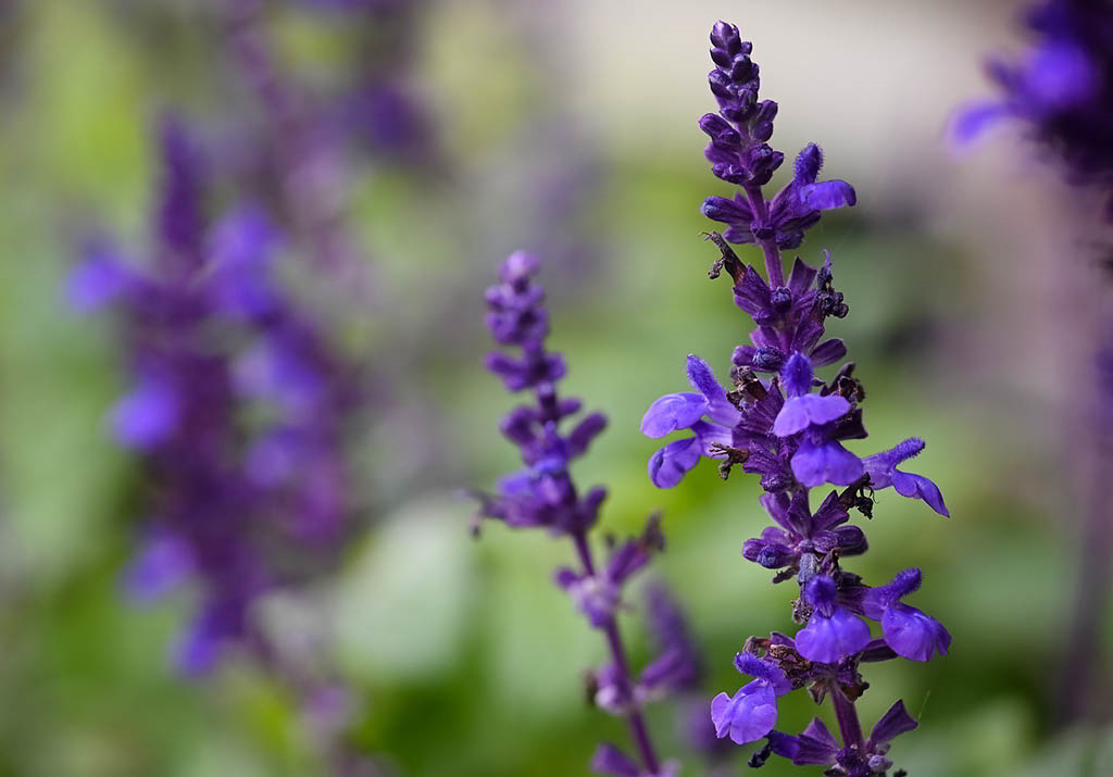 Salvia officinalis / Шалфей лекарственный