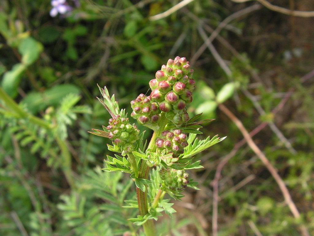 Sanguisorba minor subsp. minor / Кровохлёбка малая, овечья трава