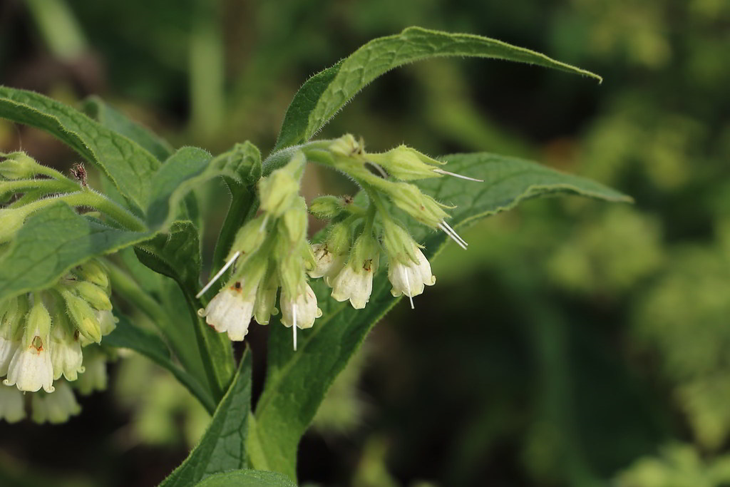 Symphytum officinale subsp. officinale / Окопник лекарственный