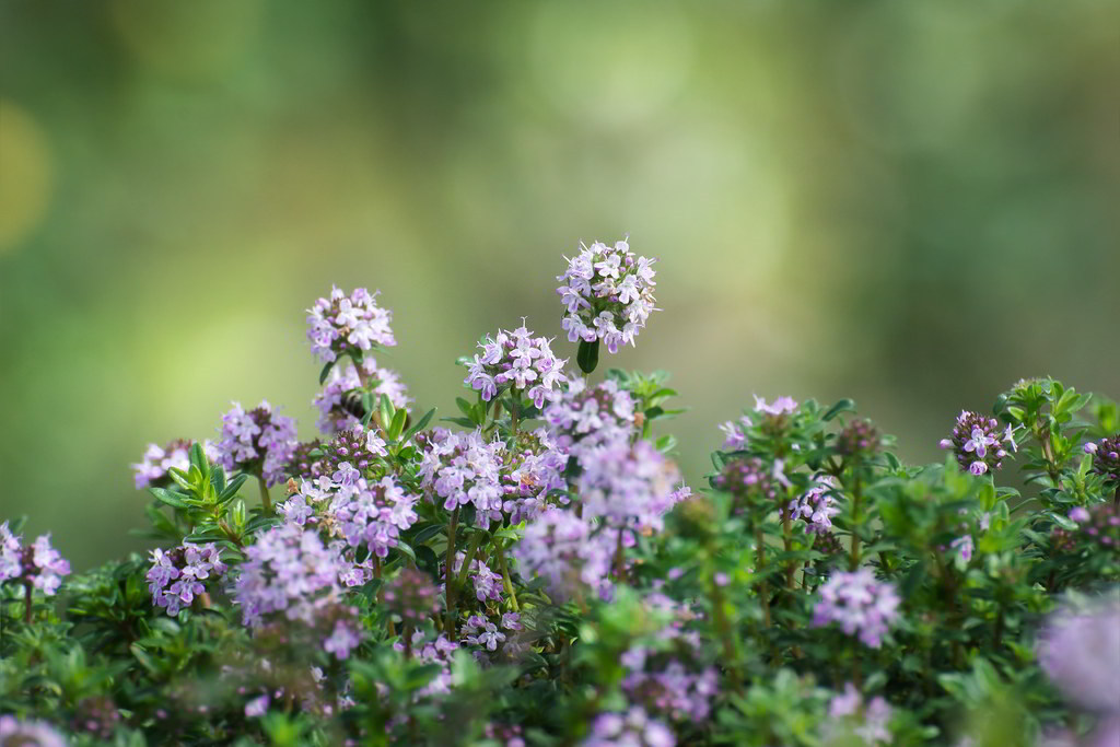 Thymus vulgaris / Тимьян обыкновенный