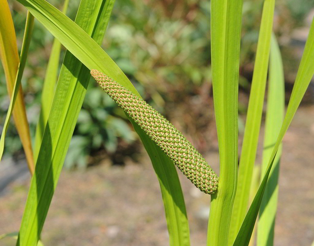 Acorus calamus / Аир болотный, аир обыкновенный