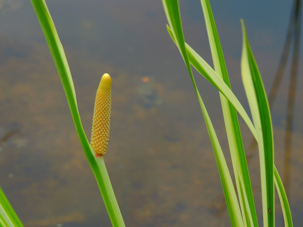 Acorus calamus «Variegatus» / Аир болотный «Variegatus»