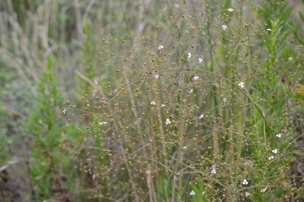Alisma plantago-aquatica subsp. plantago-aquatica / Частуха подорожниковая