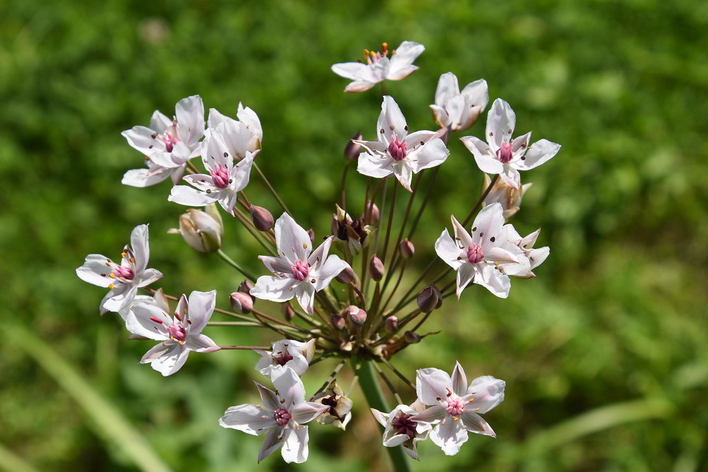 Butomus umbellatus / Сусак зонтичный, красоцвет болотный