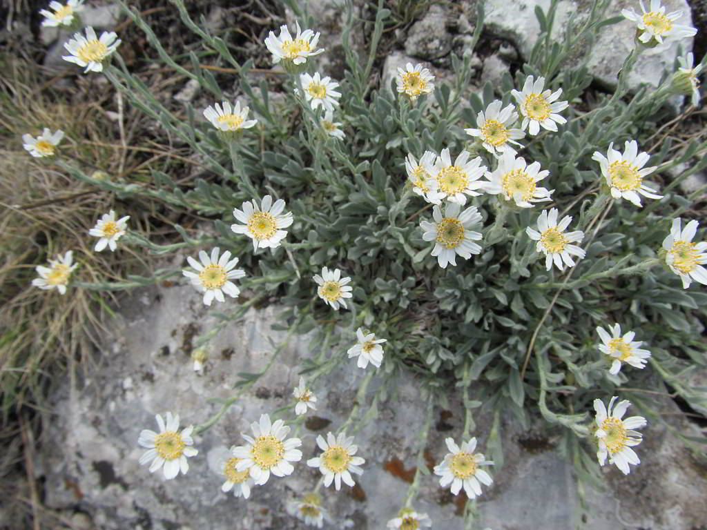 Achillea ageratifolia subsp. ageratifolia / Тысячелистник агератолистный