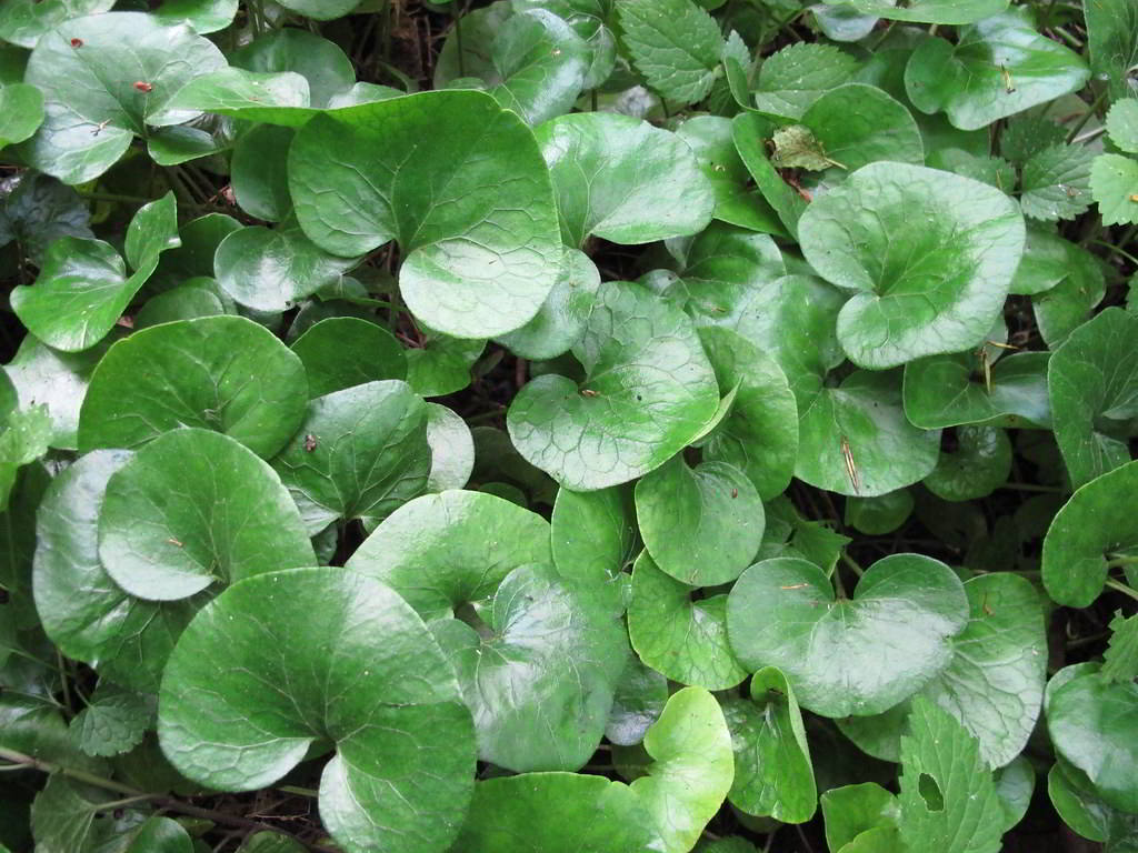 Asarum europaeum / Копытень европейский