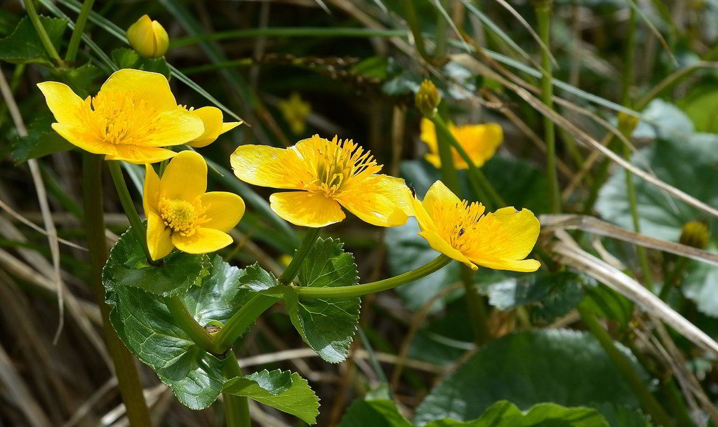 Caltha palustris / Калужница болотная