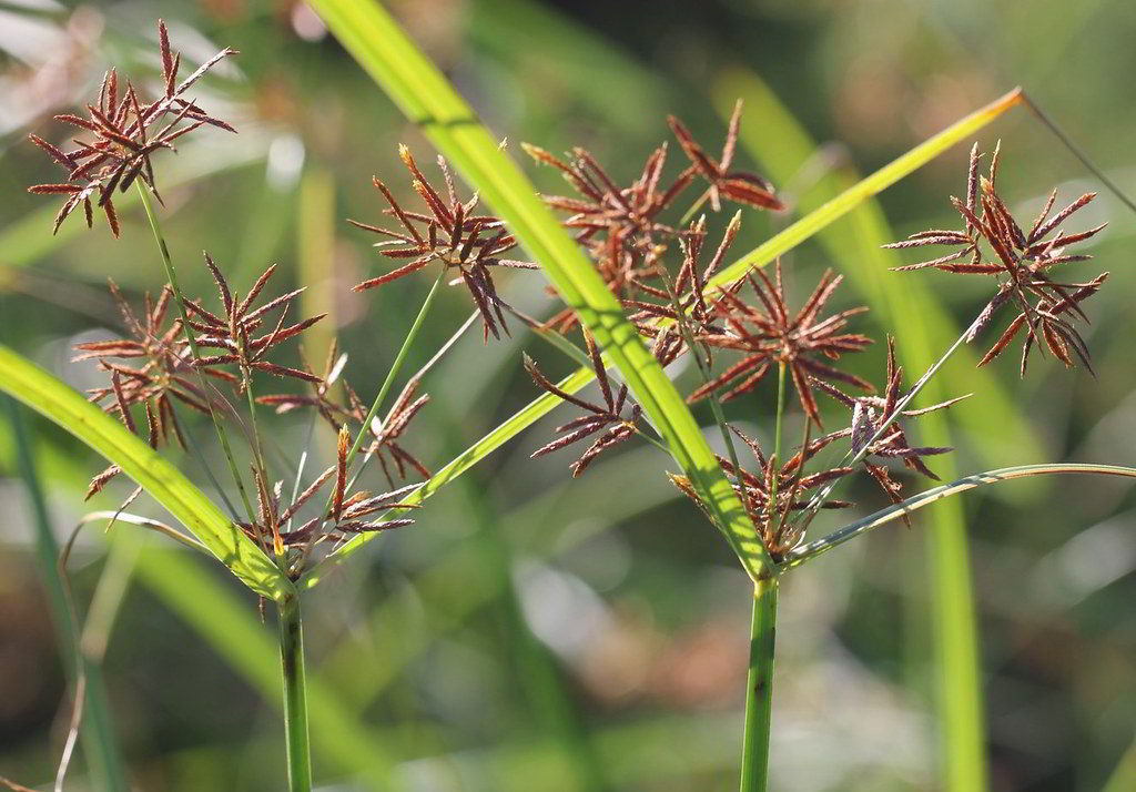 Cyperus longus subsp. longus / Сыть длинная