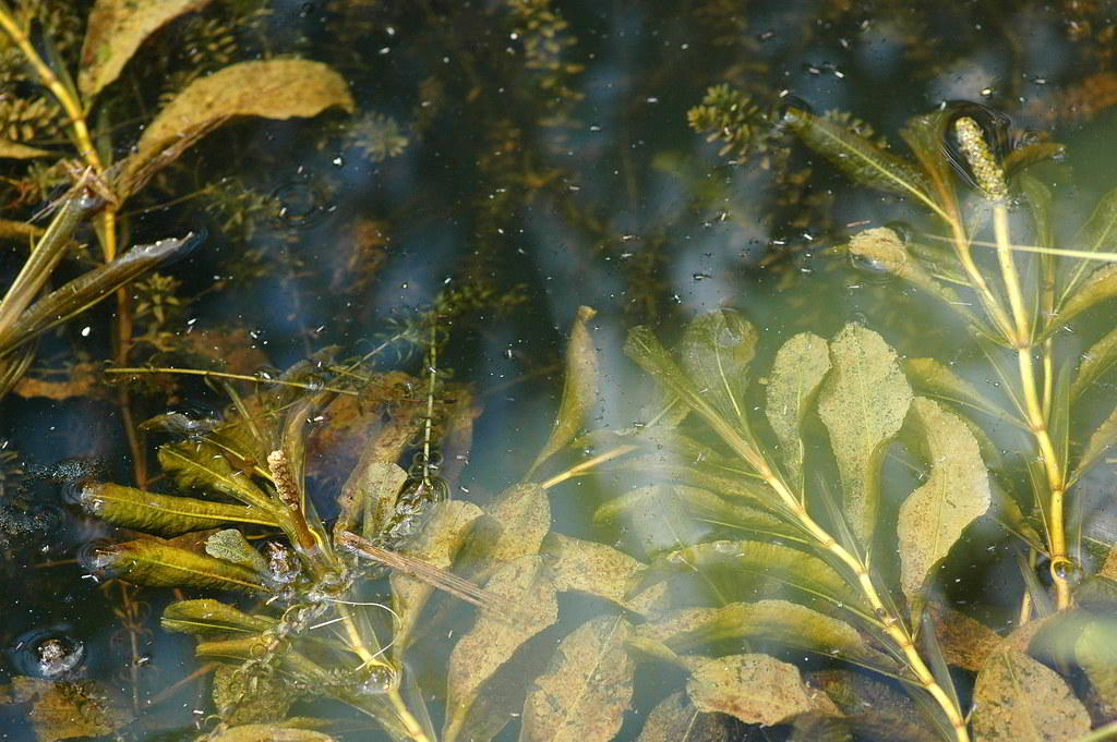 Elodea canadensis / Элодея канадская